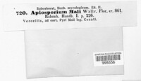 Apiosporium mali image